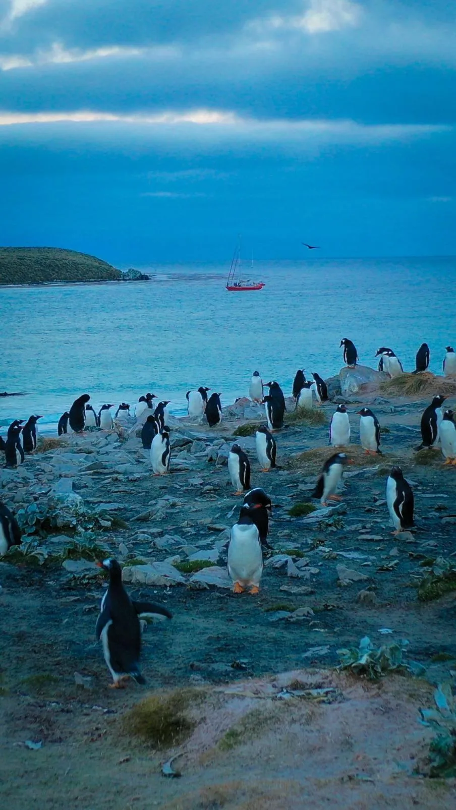 falklandy_filip 2.webp